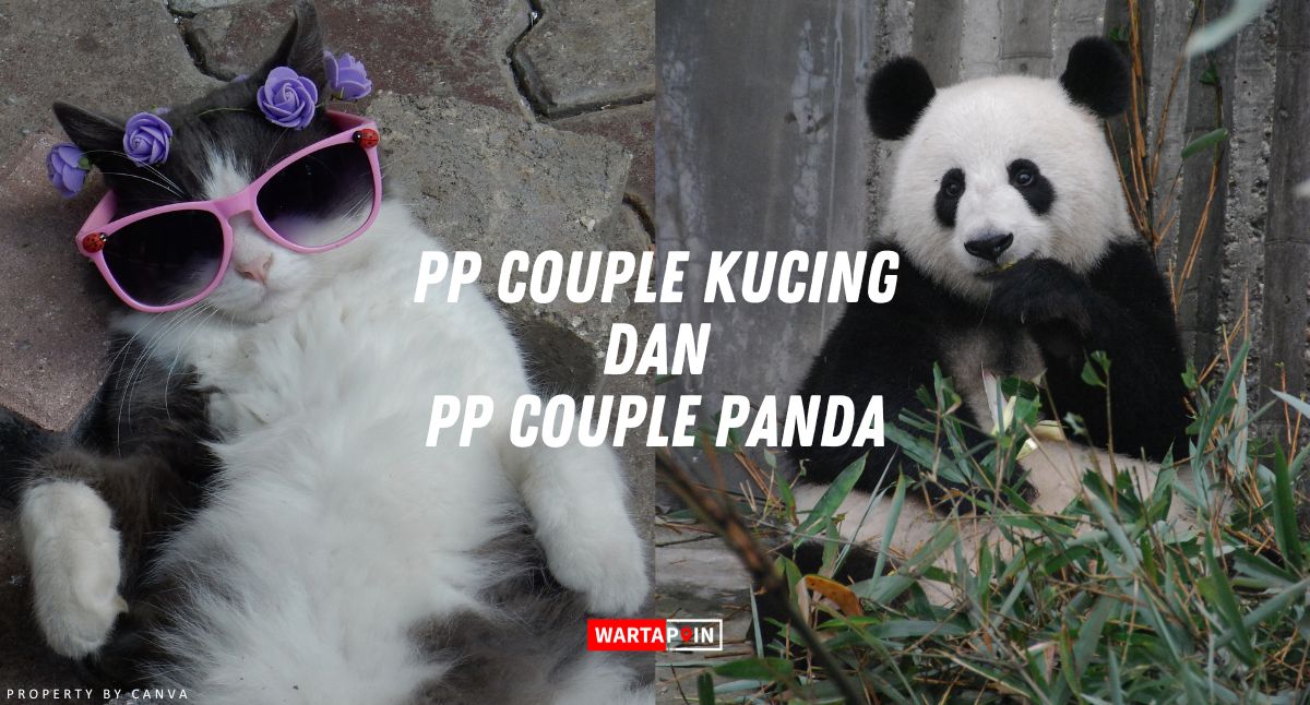 Kumpulan PP Couple Kucing dan PP Couple Panda Terbaru