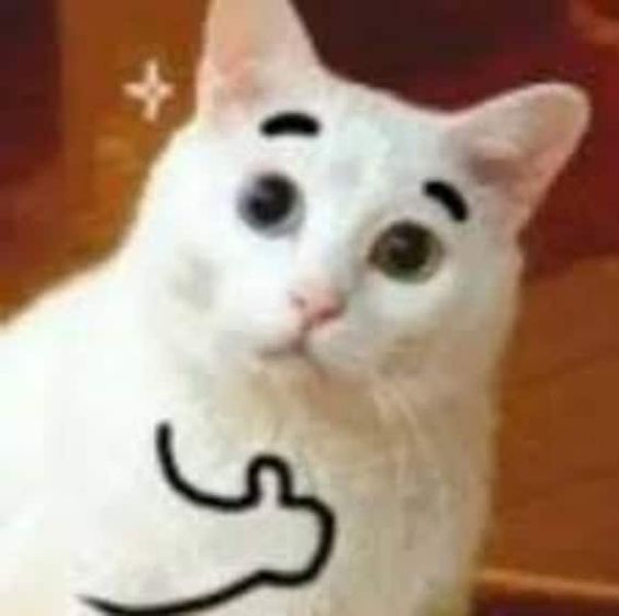 PP Kucing Meme