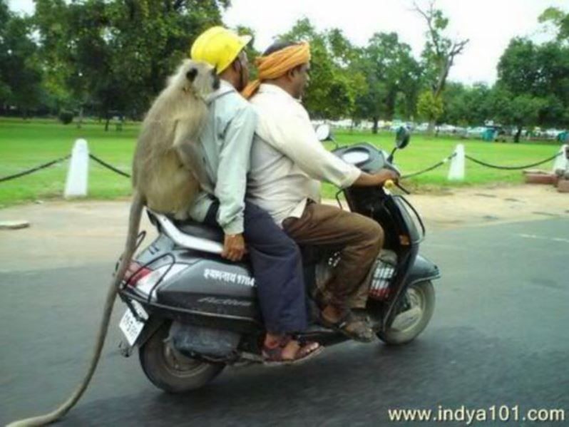 Foto Monyet Berdua Boncengan Naik Motor