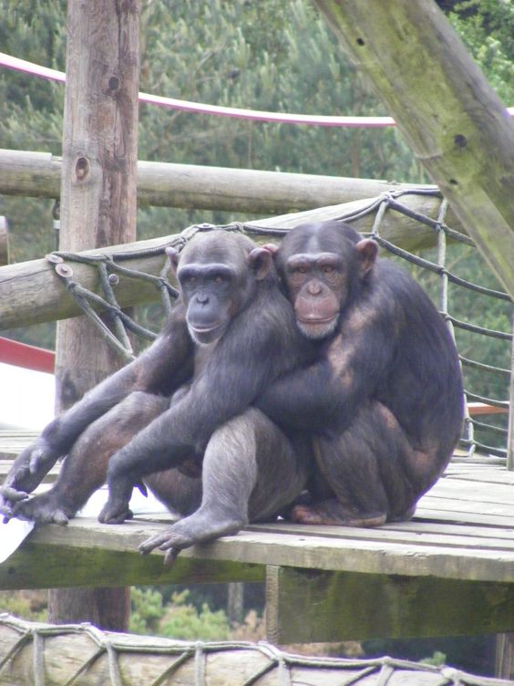 Foto Monyet Berdua Boncengan Naik Motor