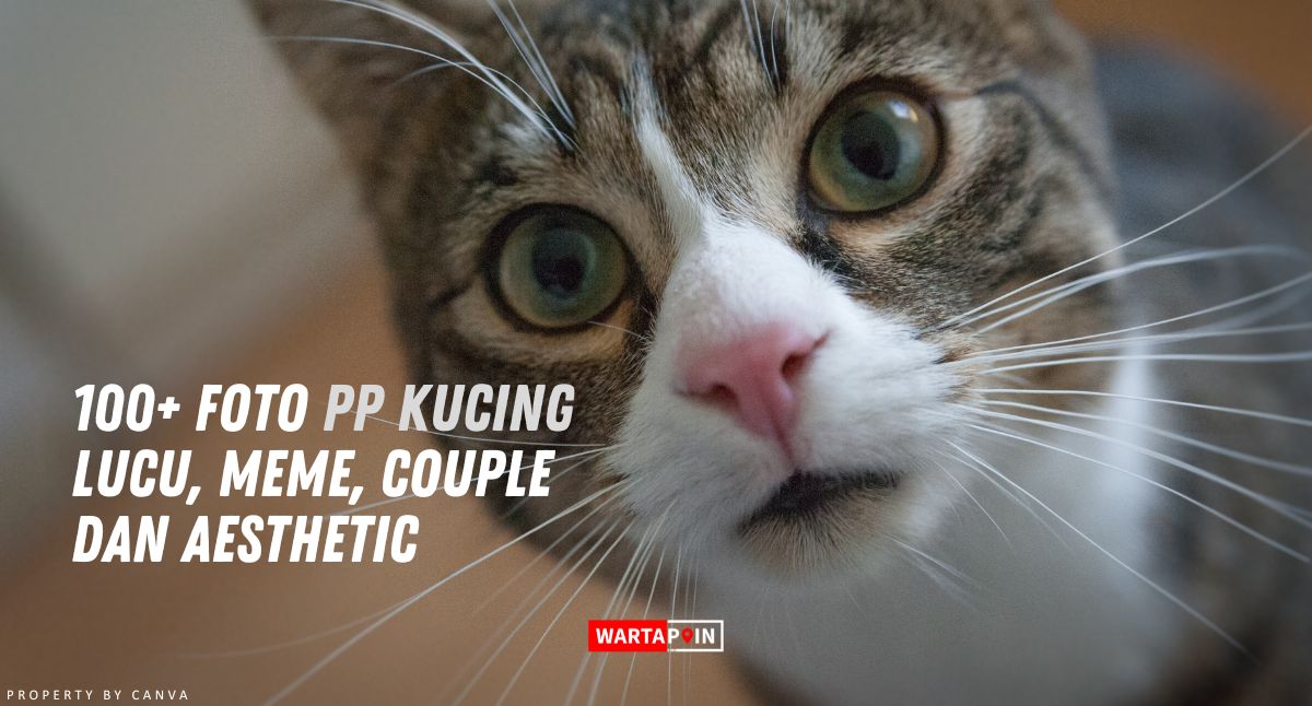 100+ Foto PP Kucing Lucu, Meme, Couple dan Aesthetic