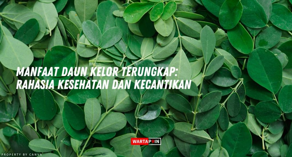 Manfaat Daun Kelor Terungkap Rahasia Kesehatan Dan Kecantikan