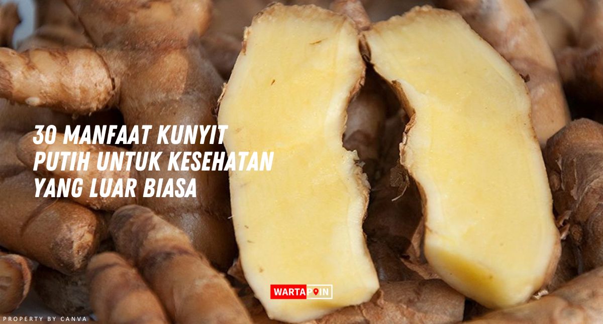 30 Manfaat Kunyit Putih untuk Kesehatan yang Luar Biasa