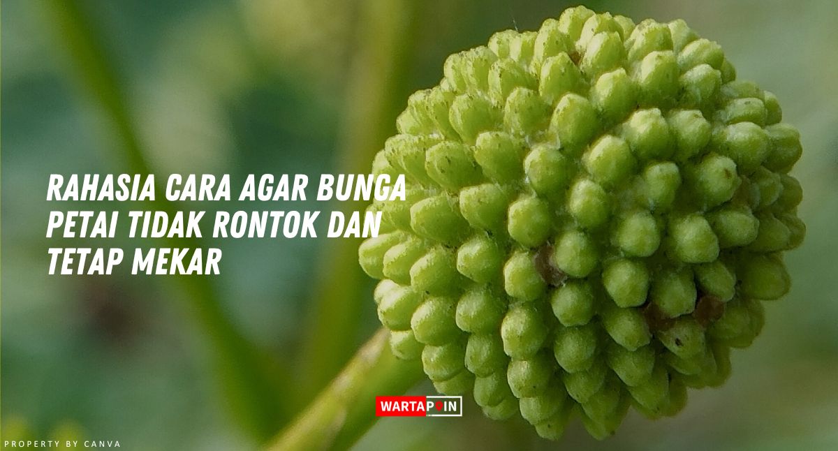 Rahasia Cara Agar Bunga Petai Tidak Rontok dan Tetap Mekar