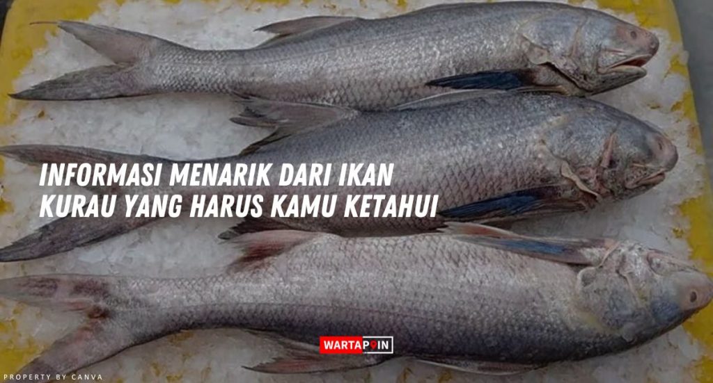 Informasi Menarik dari Ikan Kurau yang Harus Kamu Ketahui