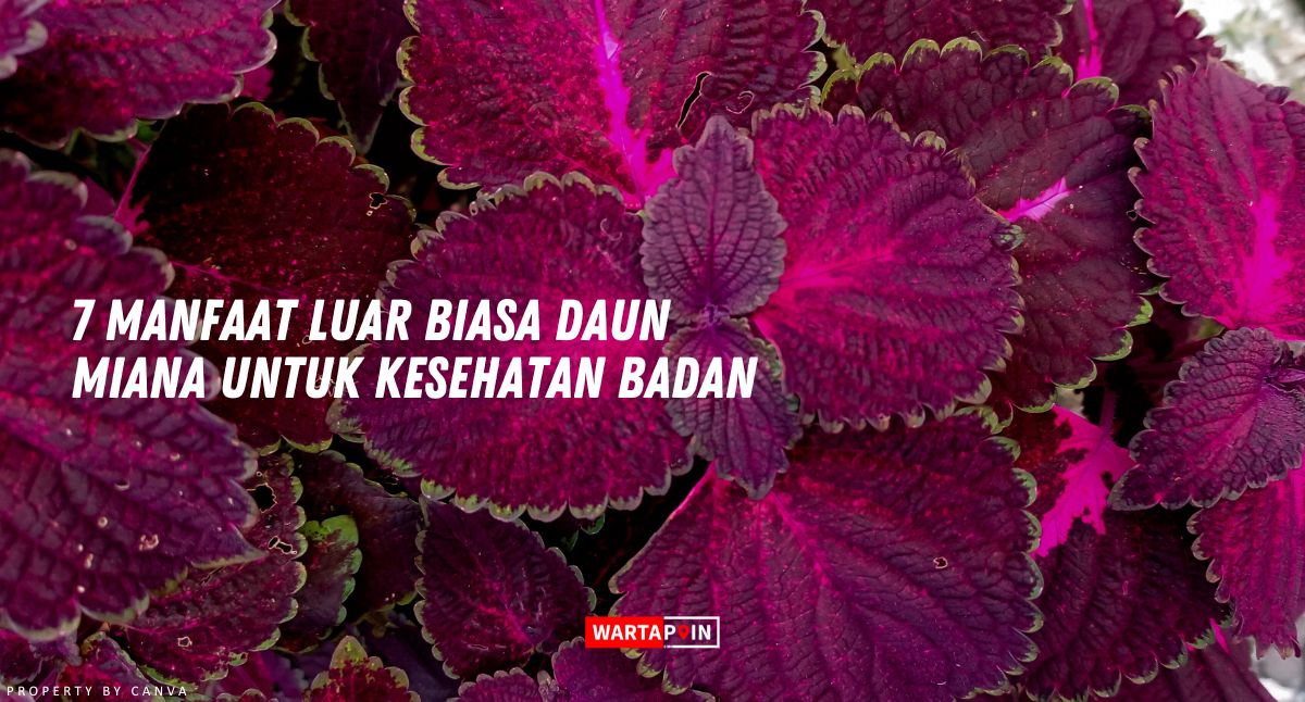 7 Manfaat Luar Biasa Daun Miana untuk Kesehatan Badan