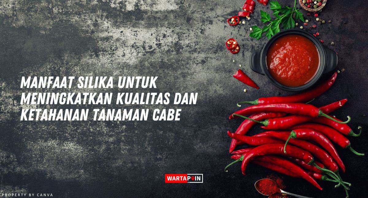 Manfaat Silika untuk Tanaman Cabe yang Meningkatkan Kualitas