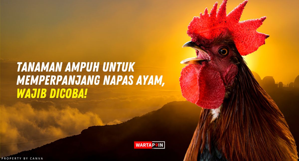 Tanaman Ampuh untuk Memperpanjang Nafas Ayam, Wajib Dicoba!