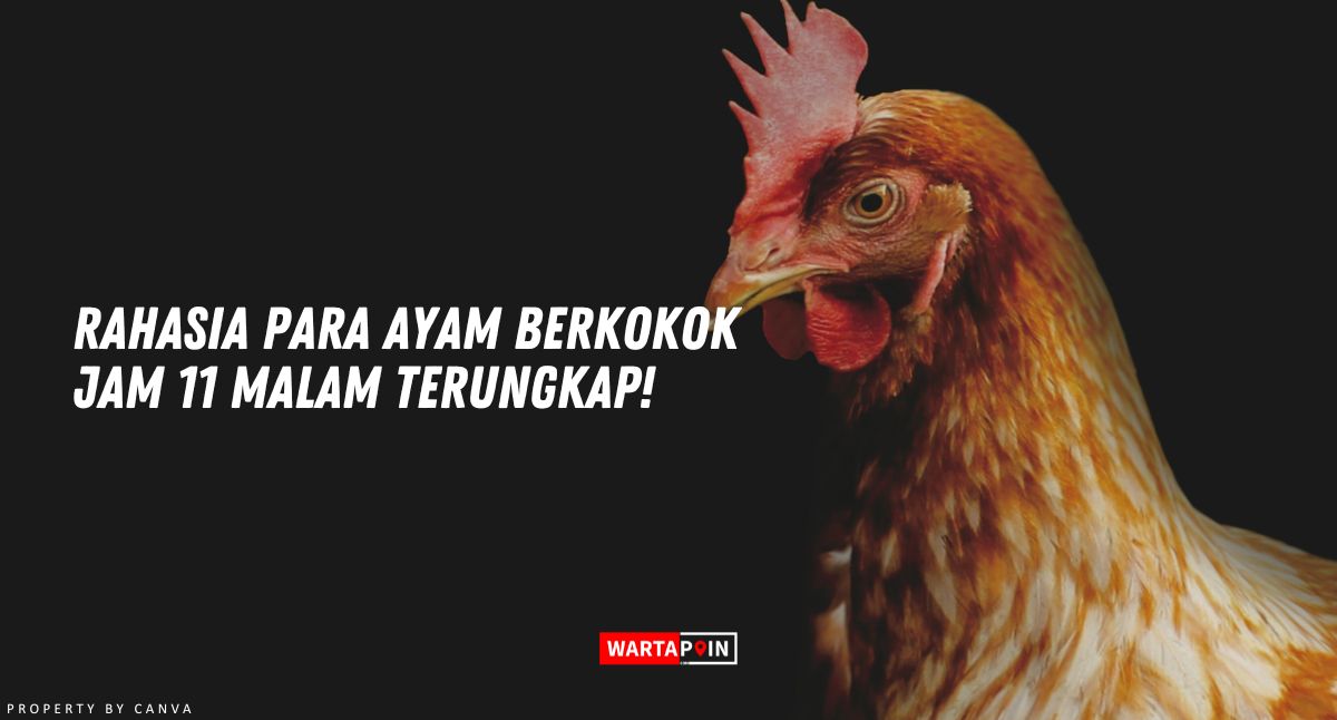 Rahasia Para Ayam Berkokok Jam 11 Malam Terungkap!