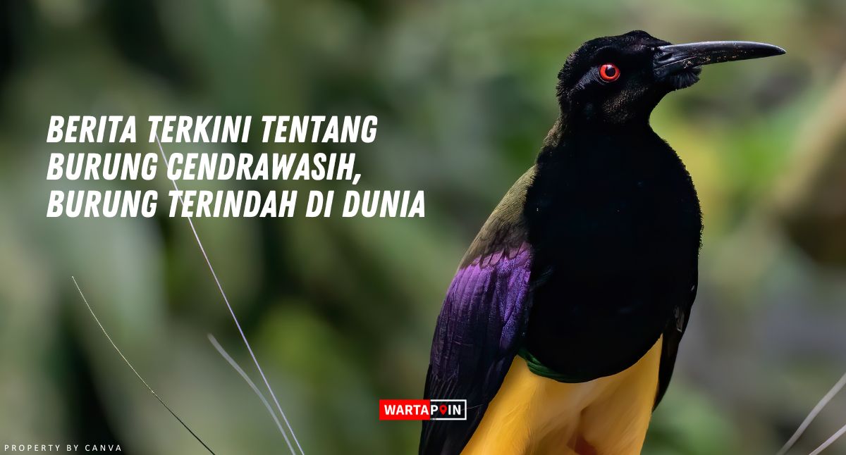 Berita Terkini tentang Burung Cendrawasih, Burung Terindah di Dunia