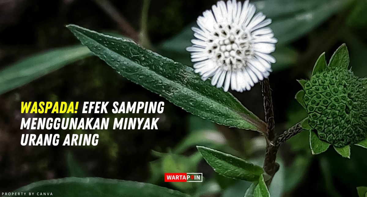 Waspada! Efek Samping Menggunakan Minyak Urang Aring