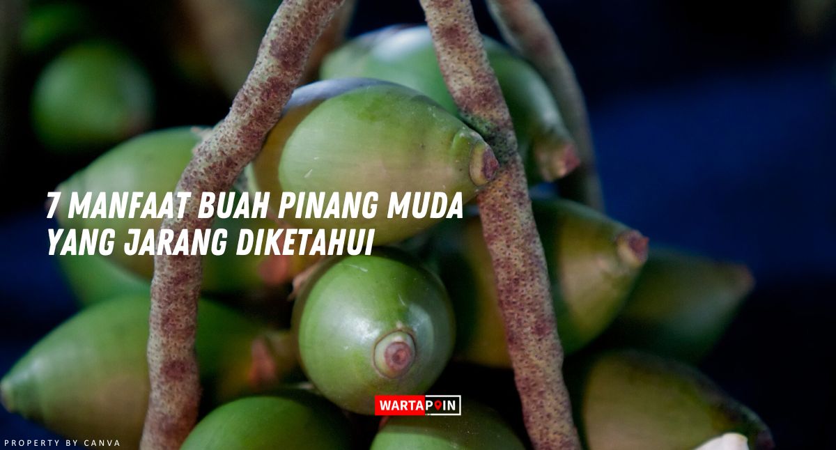 7 Manfaat Buah Pinang Muda yang Jarang Diketahui