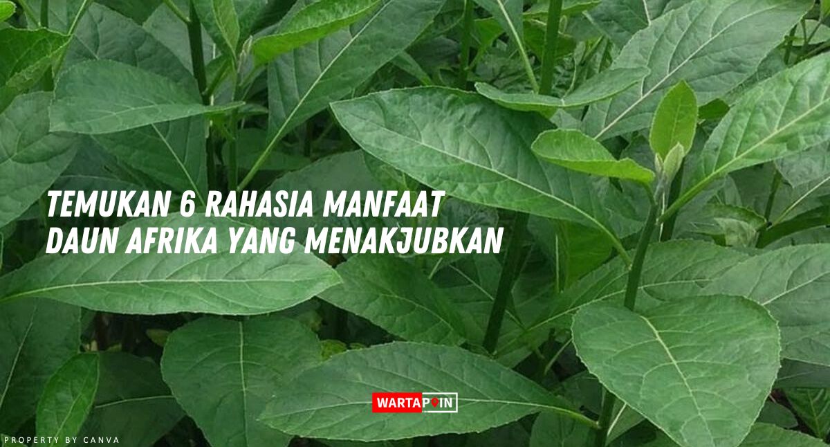 Temukan 6 Rahasia Manfaat Daun Afrika yang Menakjubkan