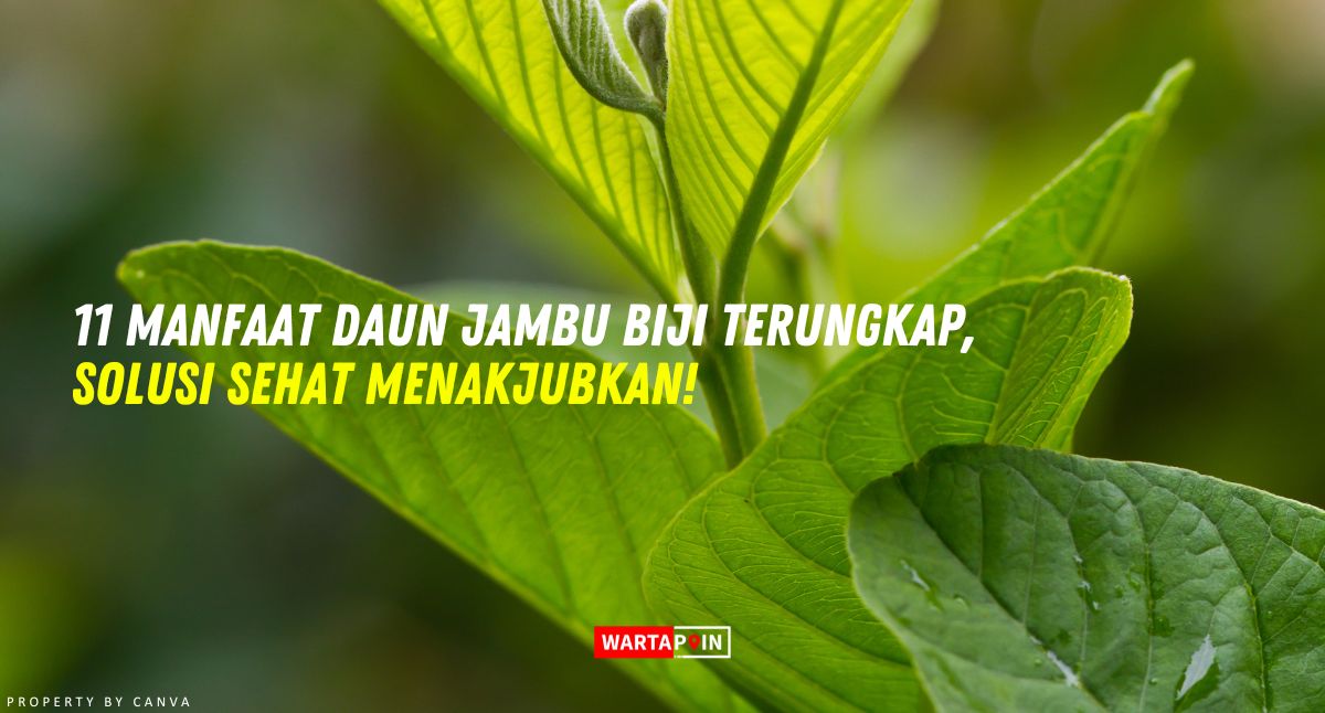 11 Manfaat Daun Jambu Biji Terungkap, Solusi Sehat Menakjubkan!