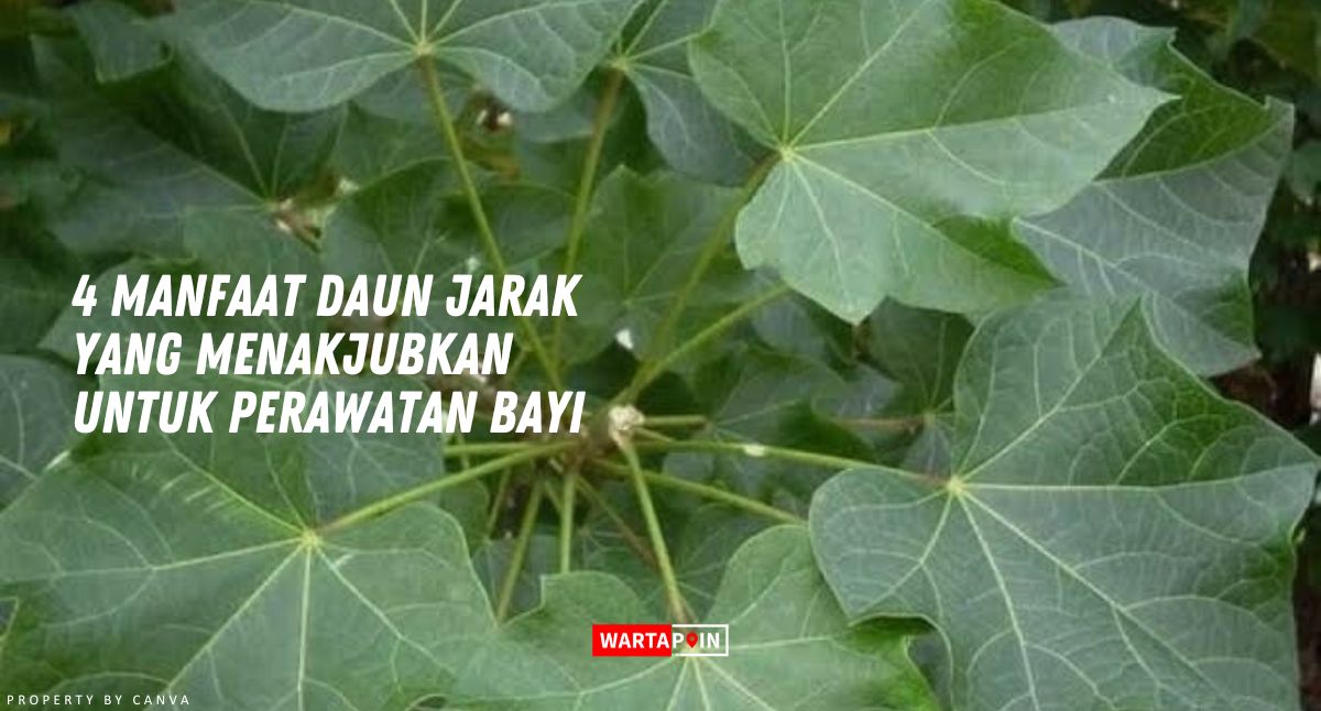 4 Manfaat Daun Jarak yang Menakjubkan untuk Perawatan Bayi