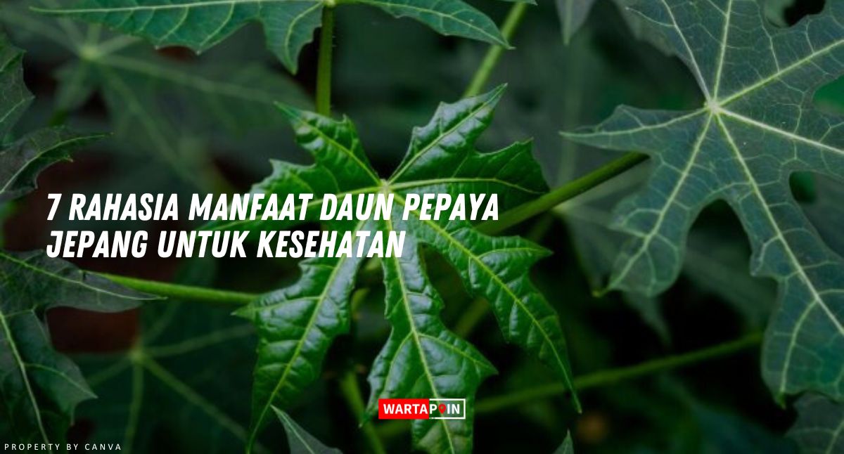 7 Rahasia Manfaat Daun Pepaya Jepang untuk Kesehatan