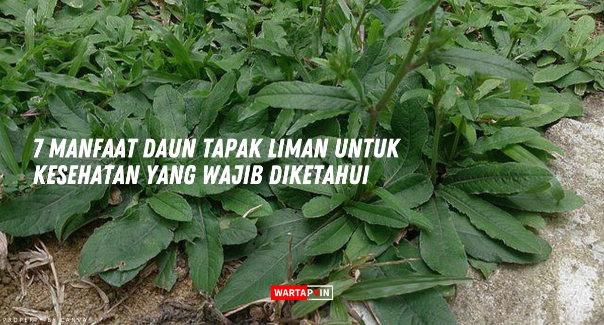 7 Manfaat Daun Tapak Liman untuk Kesehatan yang Wajib Diketahui