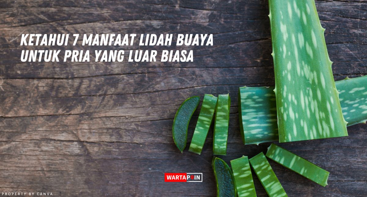 Ketahui 7 Manfaat Lidah Buaya untuk Pria yang Luar Biasa