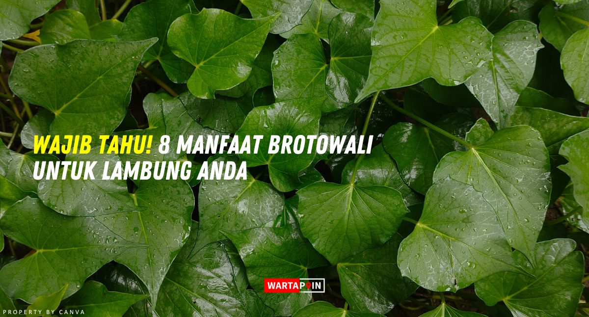 Wajib Tahu! 8 Manfaat Brotowali untuk Lambung Anda