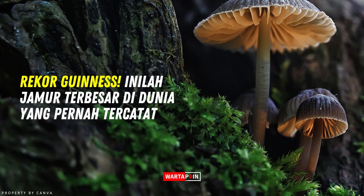 Rekor Guinness! Inilah Jamur Terbesar di Dunia yang Pernah Tercatat