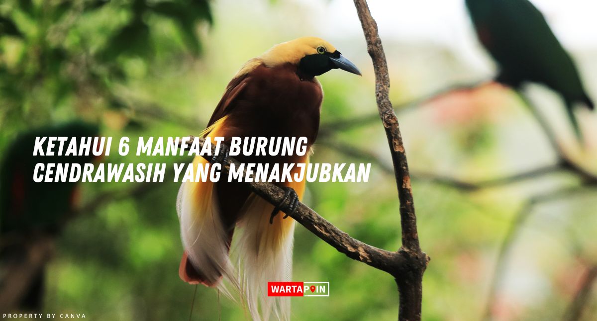 Ketahui 6 Manfaat Burung Cendrawasih yang Menakjubkan