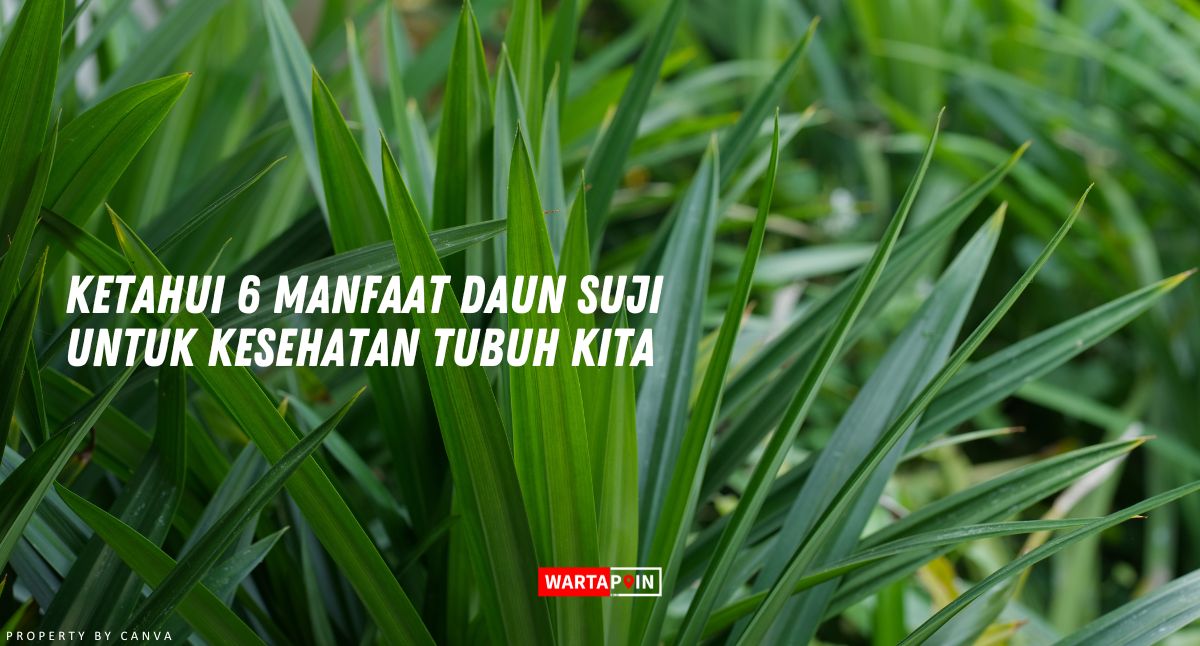 Ketahui 6 Manfaat Daun Suji Untuk Kesehatan Tubuh Kita