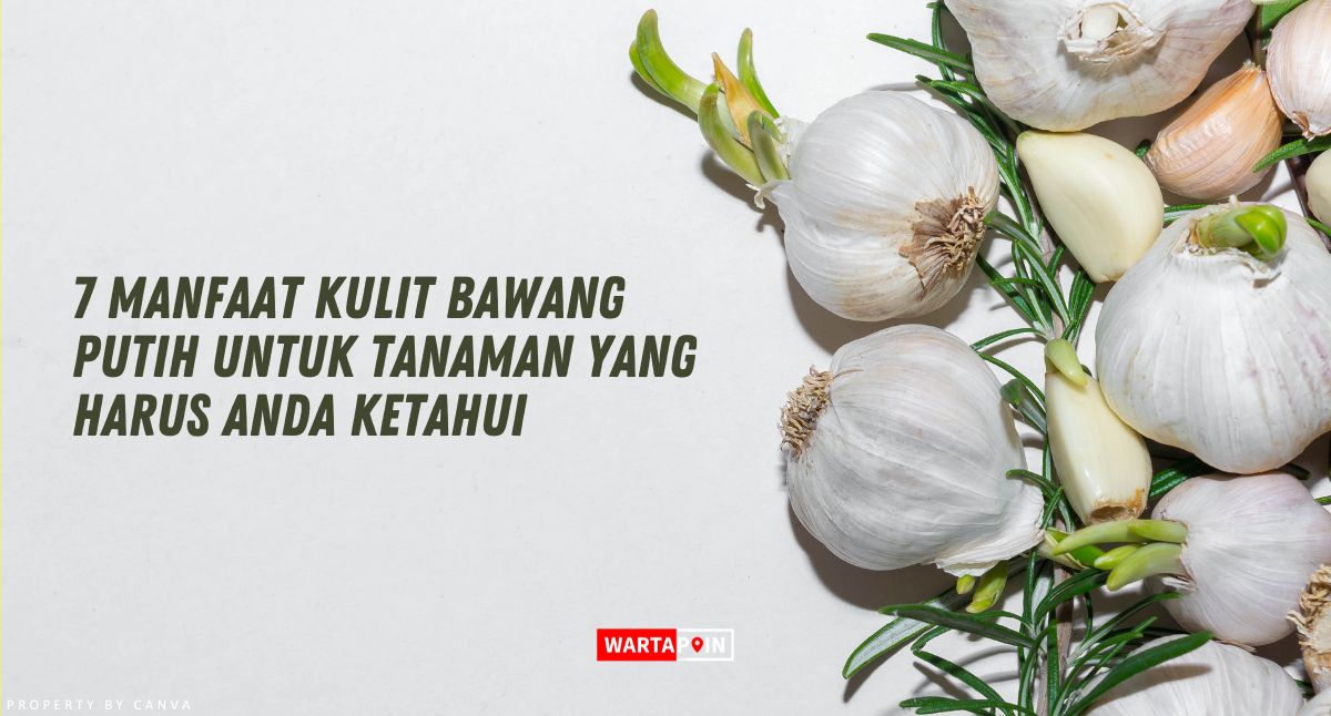 7 Manfaat Kulit Bawang Putih untuk Tanaman yang Harus Anda Ketahui