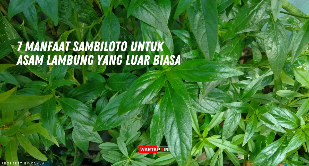 7 Manfaat Sambiloto untuk Asam Lambung yang Luar Biasa