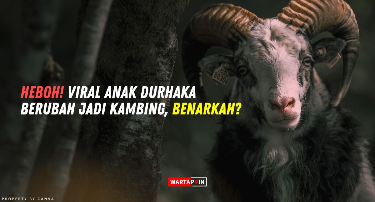 Heboh! Viral Anak Durhaka Berubah Jadi Kambing, Benarkah?