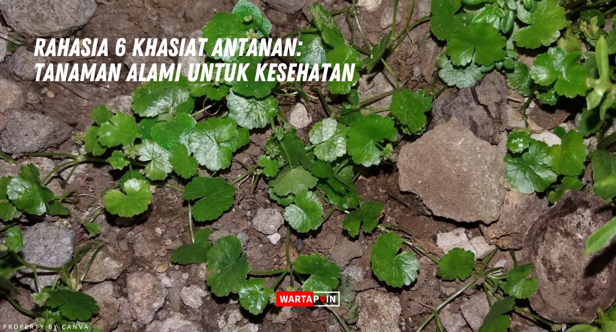 Rahasia 6 Khasiat Antanan: Tanaman Alami untuk Kesehatan