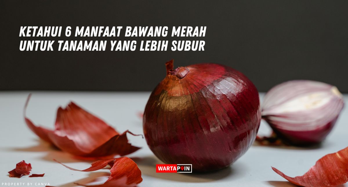 Ketahui 6 Manfaat Bawang Merah untuk Tanaman yang Lebih Subur