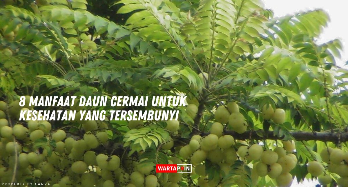 8 Manfaat Daun Cermai untuk Kesehatan yang Tersembunyi