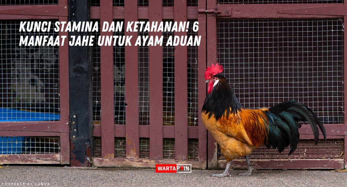 Kunci Stamina dan Ketahanan! 6 Manfaat Jahe untuk Ayam Aduan