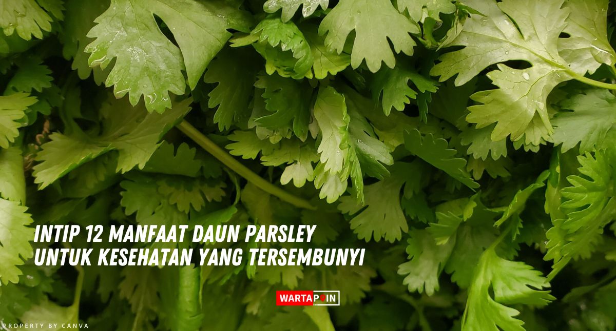 Intip 12 Manfaat Daun Parsley untuk Kesehatan yang Tersembunyi