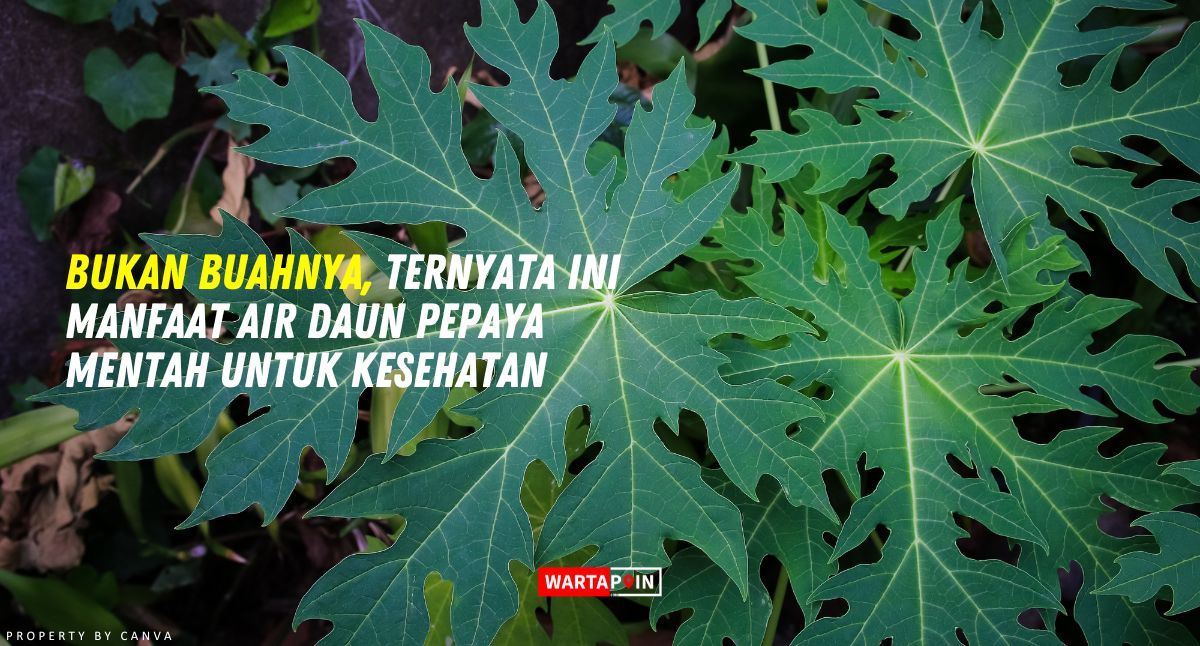 Bukan Buahnya, Ternyata ini Manfaat Air Daun Pepaya Mentah Untuk Kesehatan