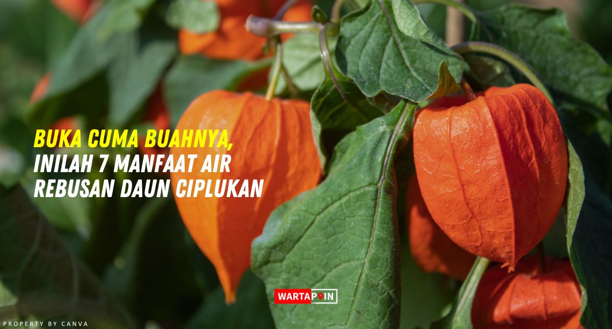 Buka Cuma Buahnya, Inilah 7 Manfaat Air Rebusan Daun Ciplukan