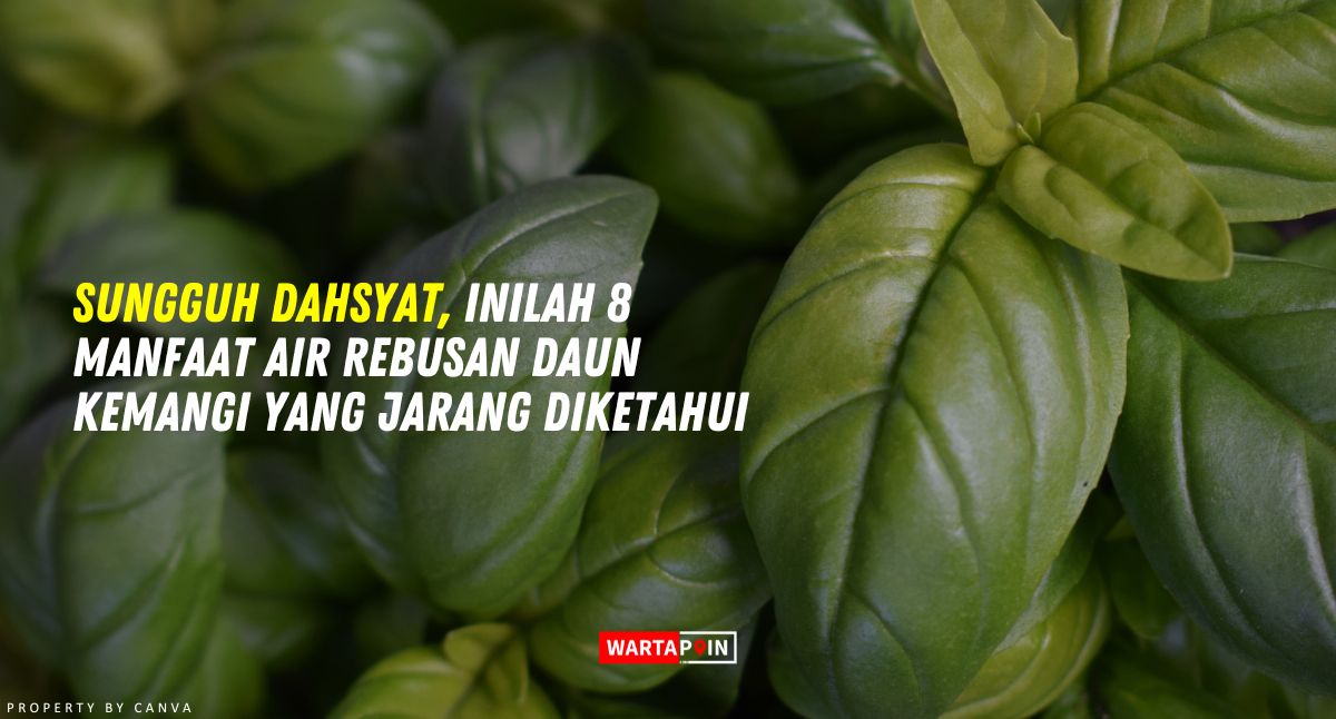 Sungguh Dahsyat, Inilah 8 Manfaat Air Rebusan Daun Kemangi yang Jarang Diketahui