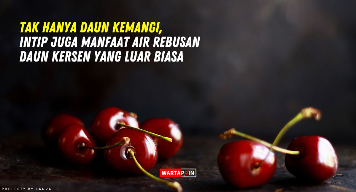 Tak Hanya Daun Kemangi, Intip Juga Manfaat Air Rebusan Daun Kersen yang Luar Biasa