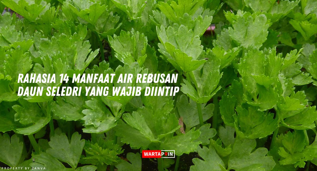 Rahasia 14 Manfaat Air Rebusan Daun Seledri yang Wajib Diintip