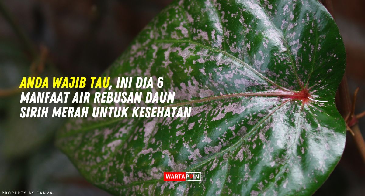 Anda Wajib Tau, Ini Dia 6 Manfaat Air Rebusan Daun Sirih Merah untuk Kesehatan