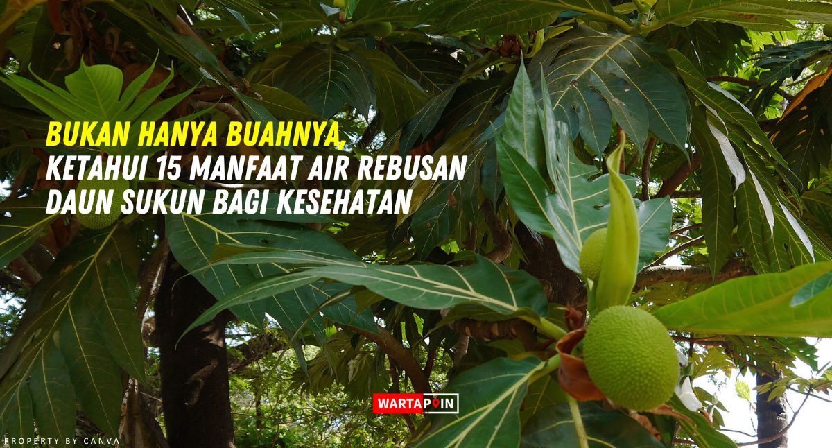 Tak Hanya Buahnya, Ketahui 15 Manfaat Air Rebusan Daun Sukun bagi Kesehatan