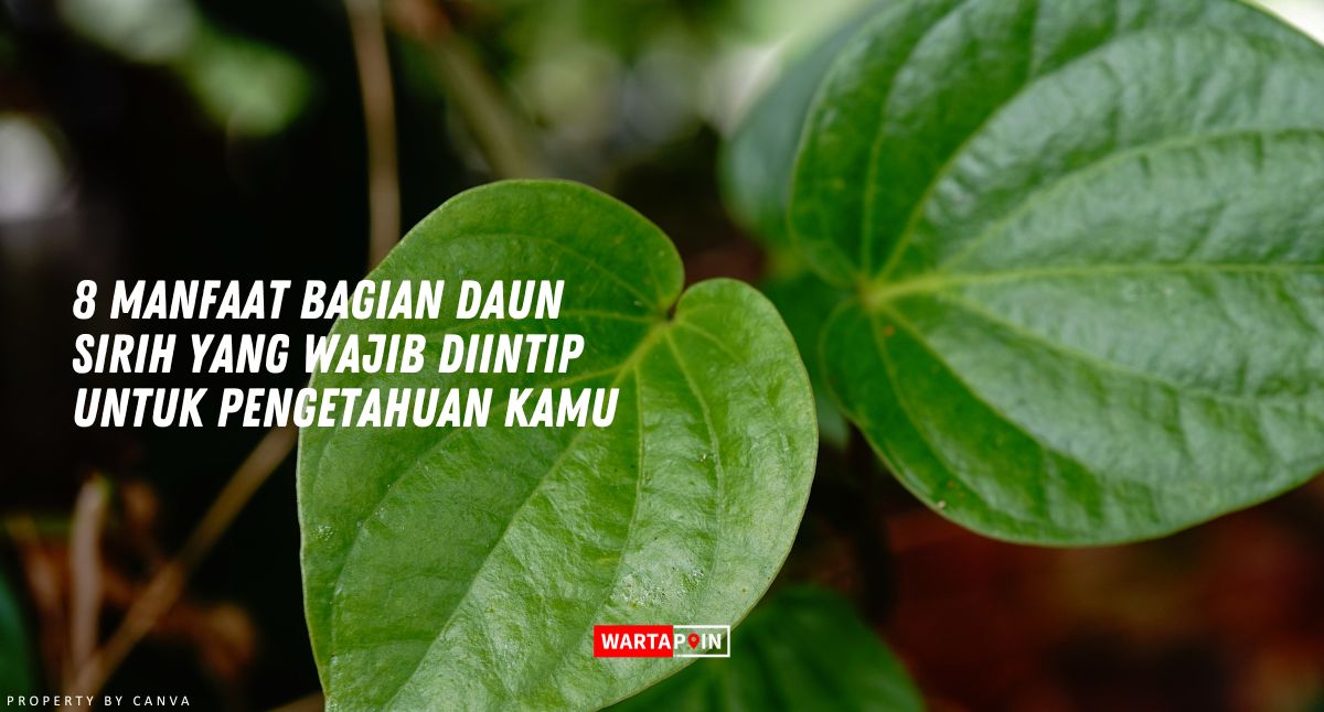 8 Manfaat Bagian Daun Sirih yang Wajib Diintip untuk Pengetahuan Kamu