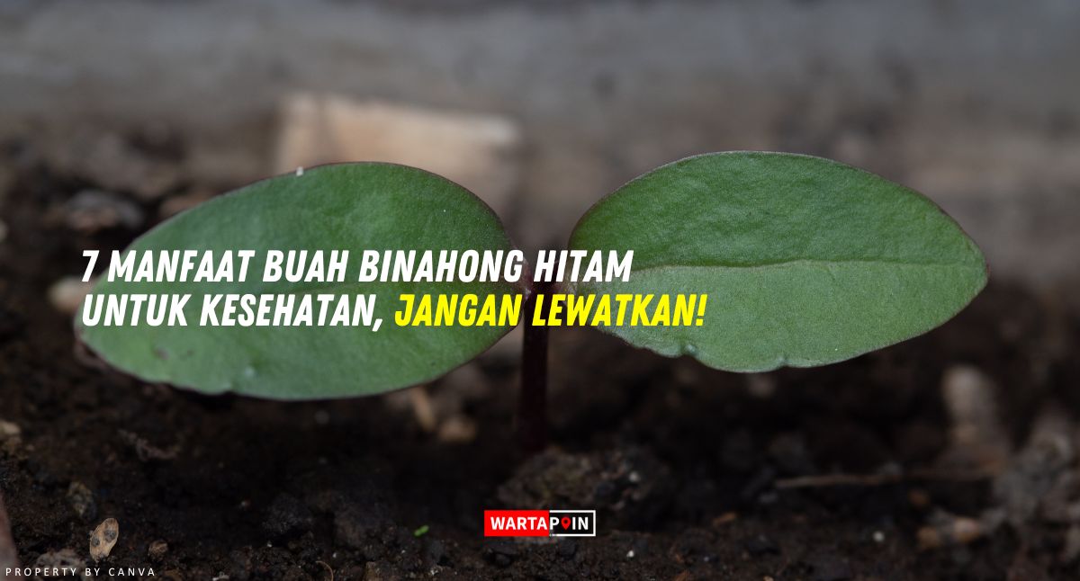 7 Manfaat Buah Binahong Hitam Untuk Kesehatan, Jangan Lewatkan!