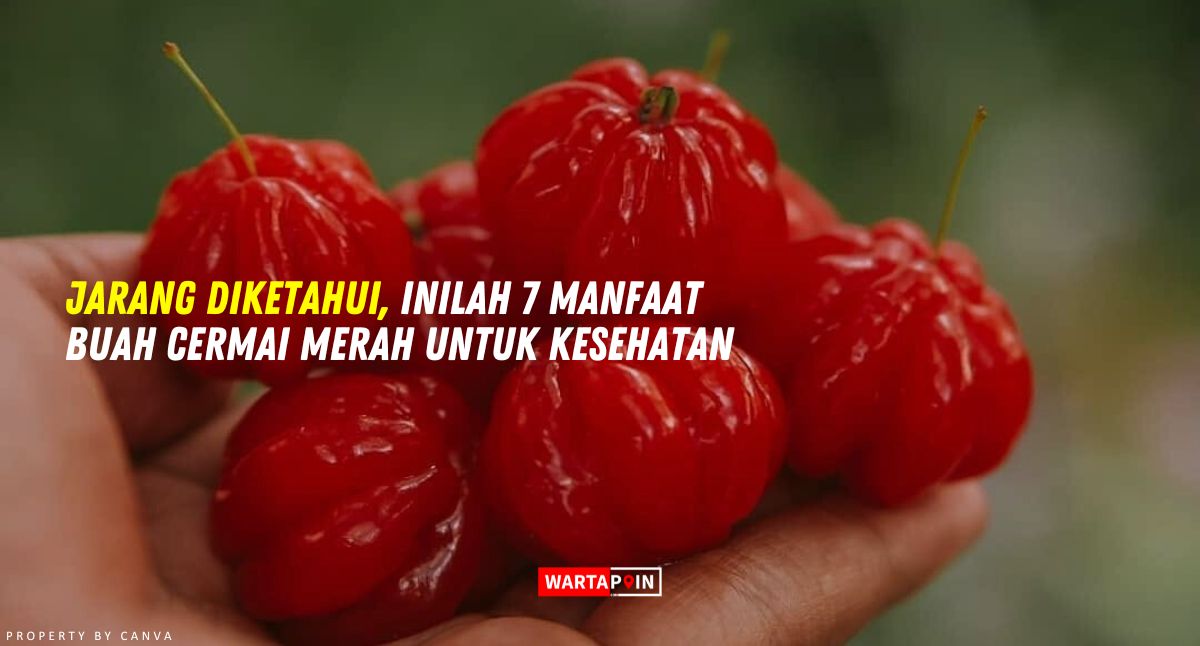 Jarang Diketahui, Inilah 7 Manfaat Buah Cermai Merah Untuk Kesehatan