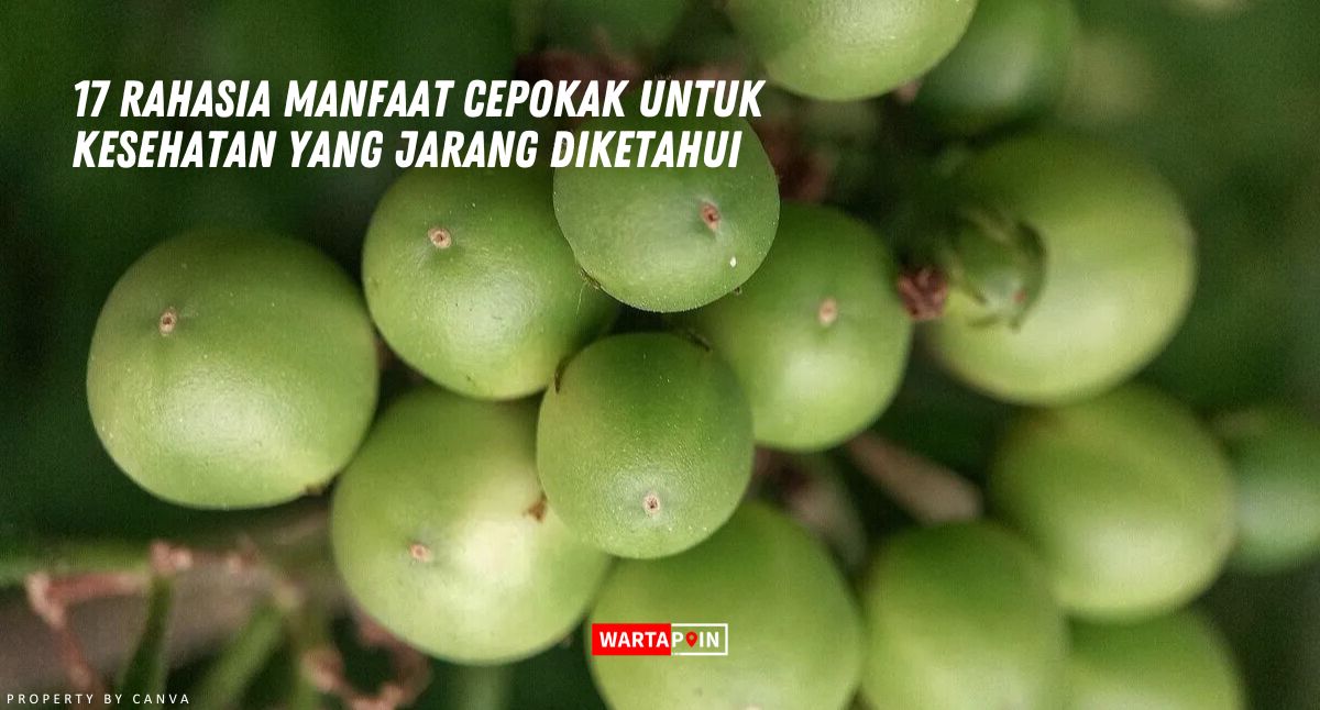 17 Rahasia Manfaat Cepokak untuk Kesehatan yang Jarang Diketahui