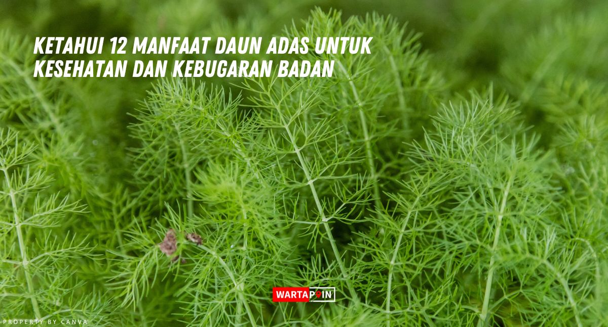 Ketahui 12 Manfaat Daun Adas untuk Kesehatan dan Kebugaran Badan