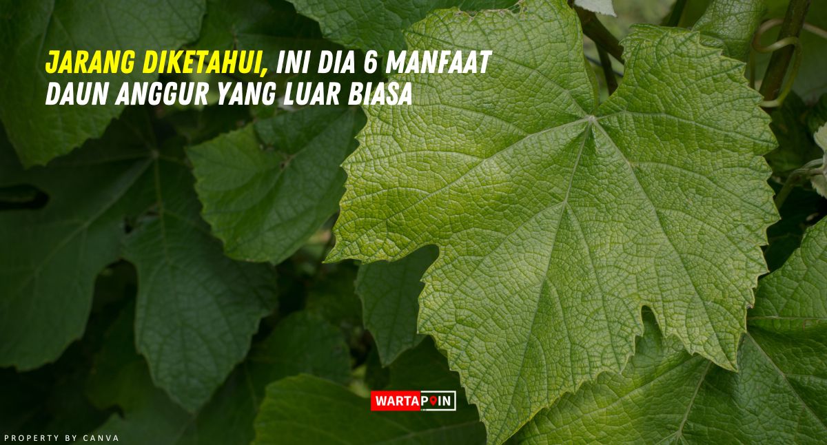 Jarang Diketahui, Ini Dia 6 Manfaat Daun Anggur yang Luar Biasa