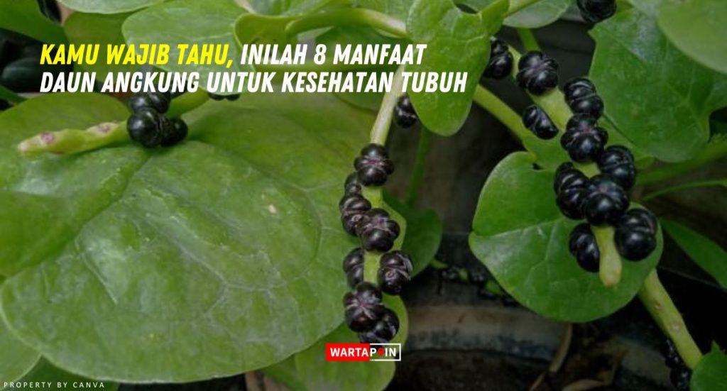 Kamu Wajib Tahu Inilah 8 Manfaat Daun Angkung Untuk Kesehatan Tubuh