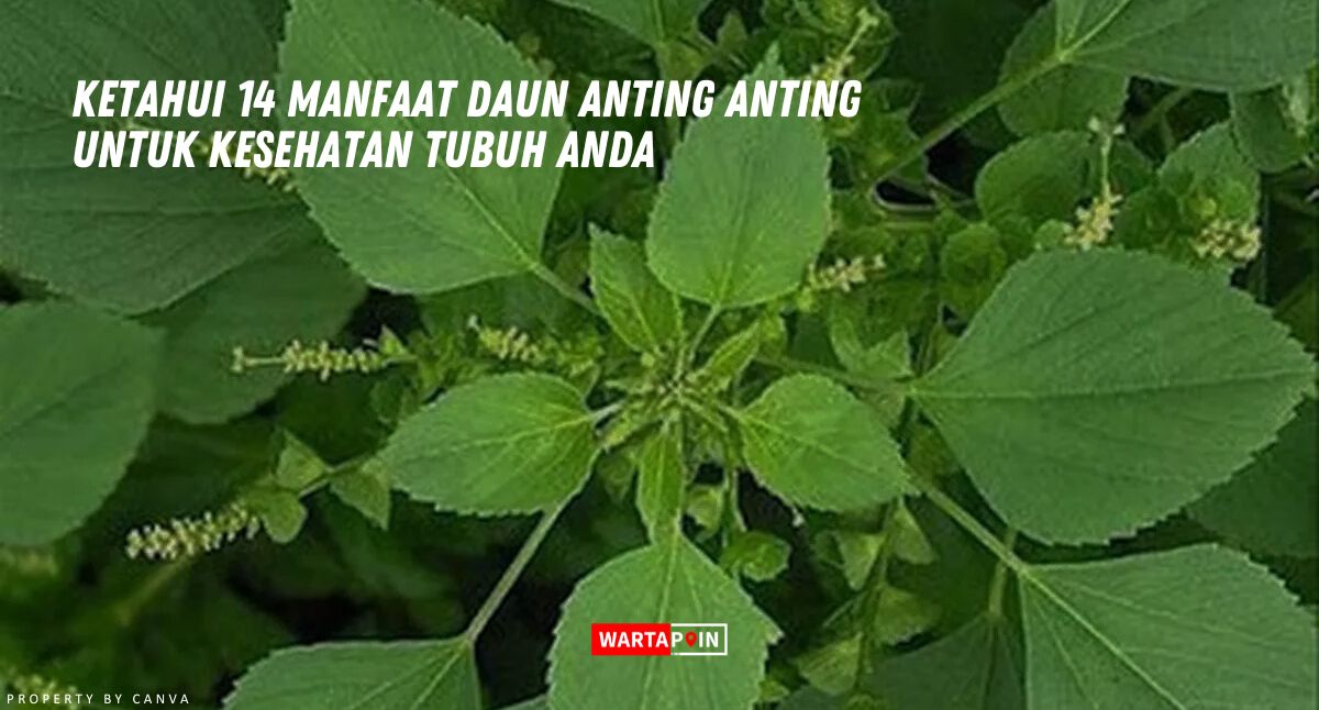 Ketahui 14 Manfaat Daun Anting Anting Untuk Kesehatan Tubuh Anda