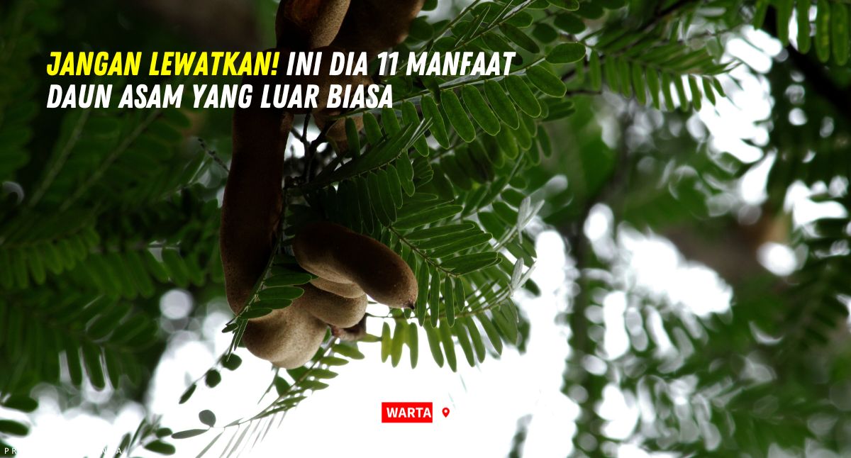 Jangan Lewatkan! Ini Dia 11 Manfaat Daun Asam yang Luar Biasa